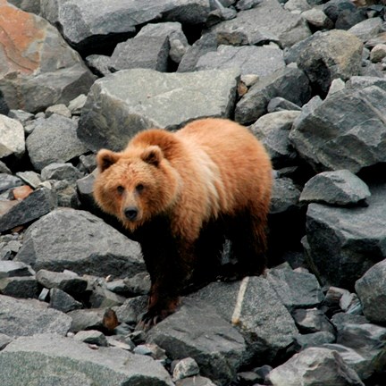 brown bear on rocks
