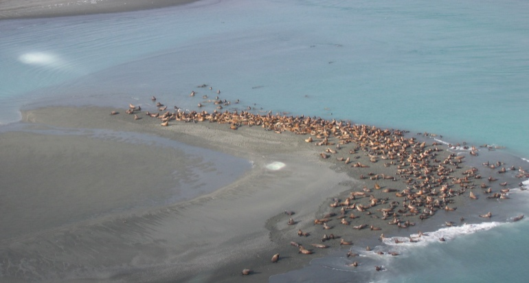 a large group of stellar sea lions laying on a sand bar near turquoise waters