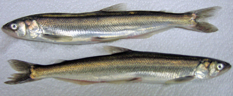 two silvery eulachon fish laying side by side