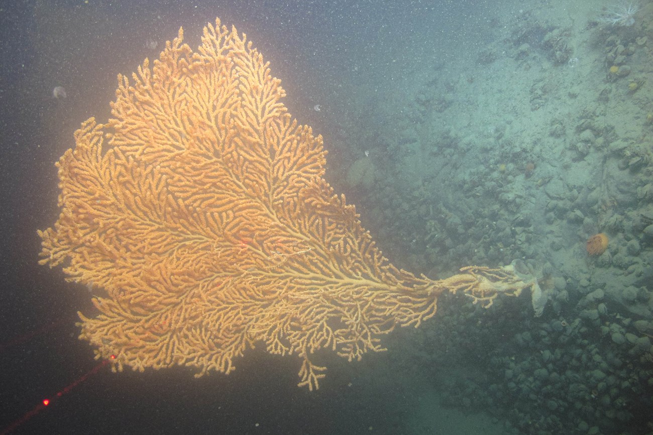 A large red tree coral on the sea floor