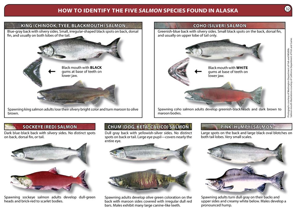 Salmon Identification Glacier Bay National Park & Preserve (U.S