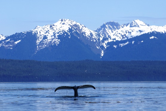 Humpback Whales in Glacier Bay - Glacier Bay National Park & Preserve