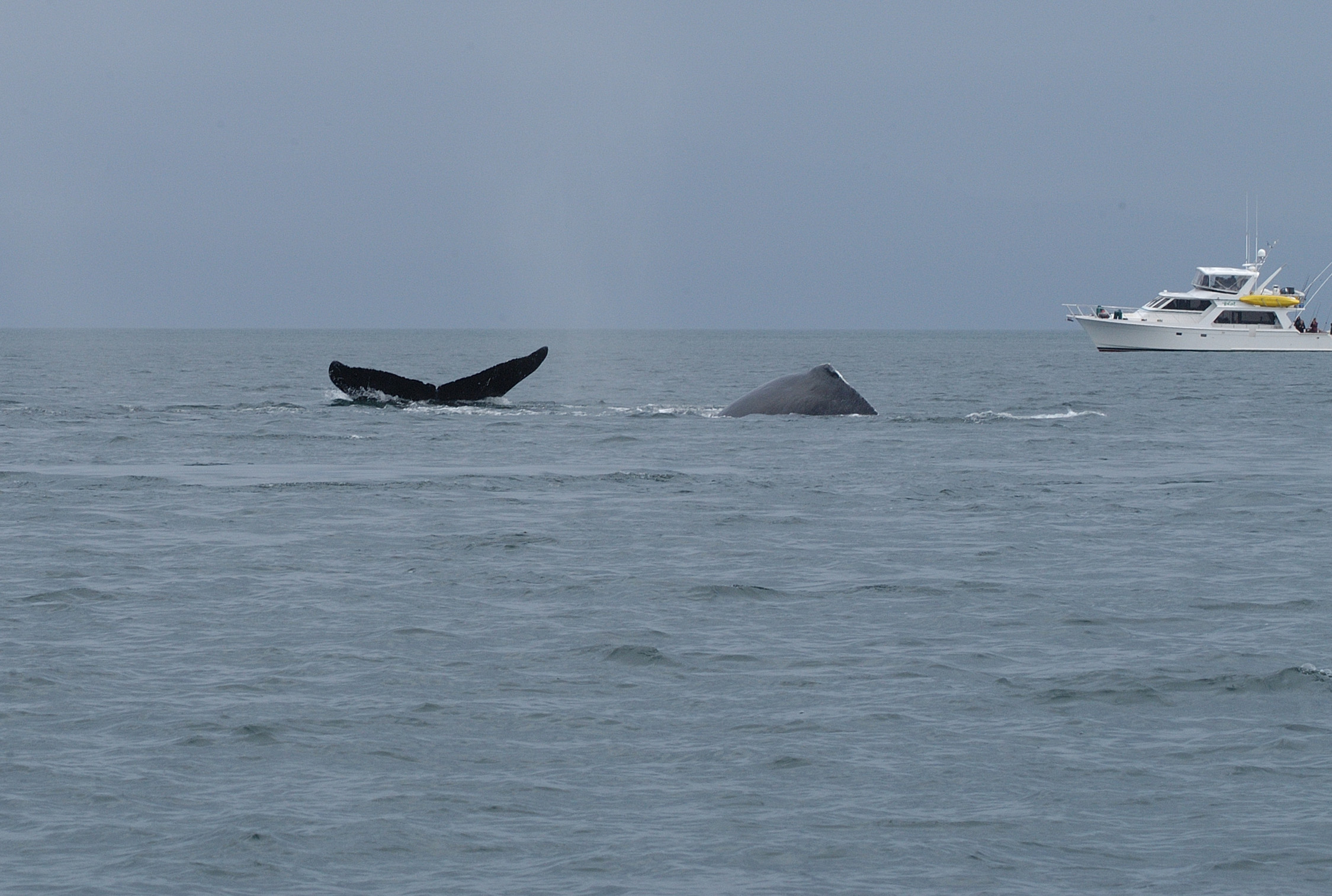 Two humpback whales in the water near a boat.  One humpback is diving and showing its tail while the other is arching its back