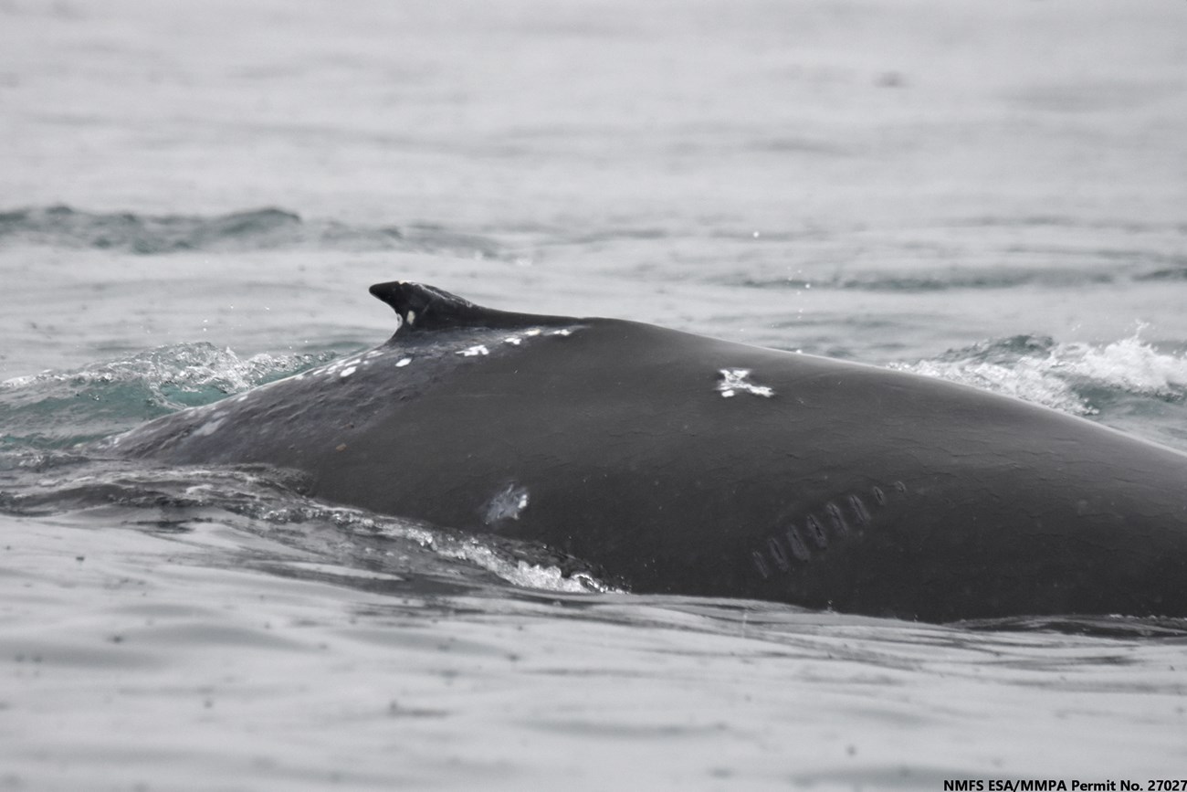 The back of a humpback whale showing scarring