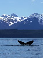 Whale 68: Articulation Phase I - Glacier Bay National Park & Preserve (U.S.  National Park Service)
