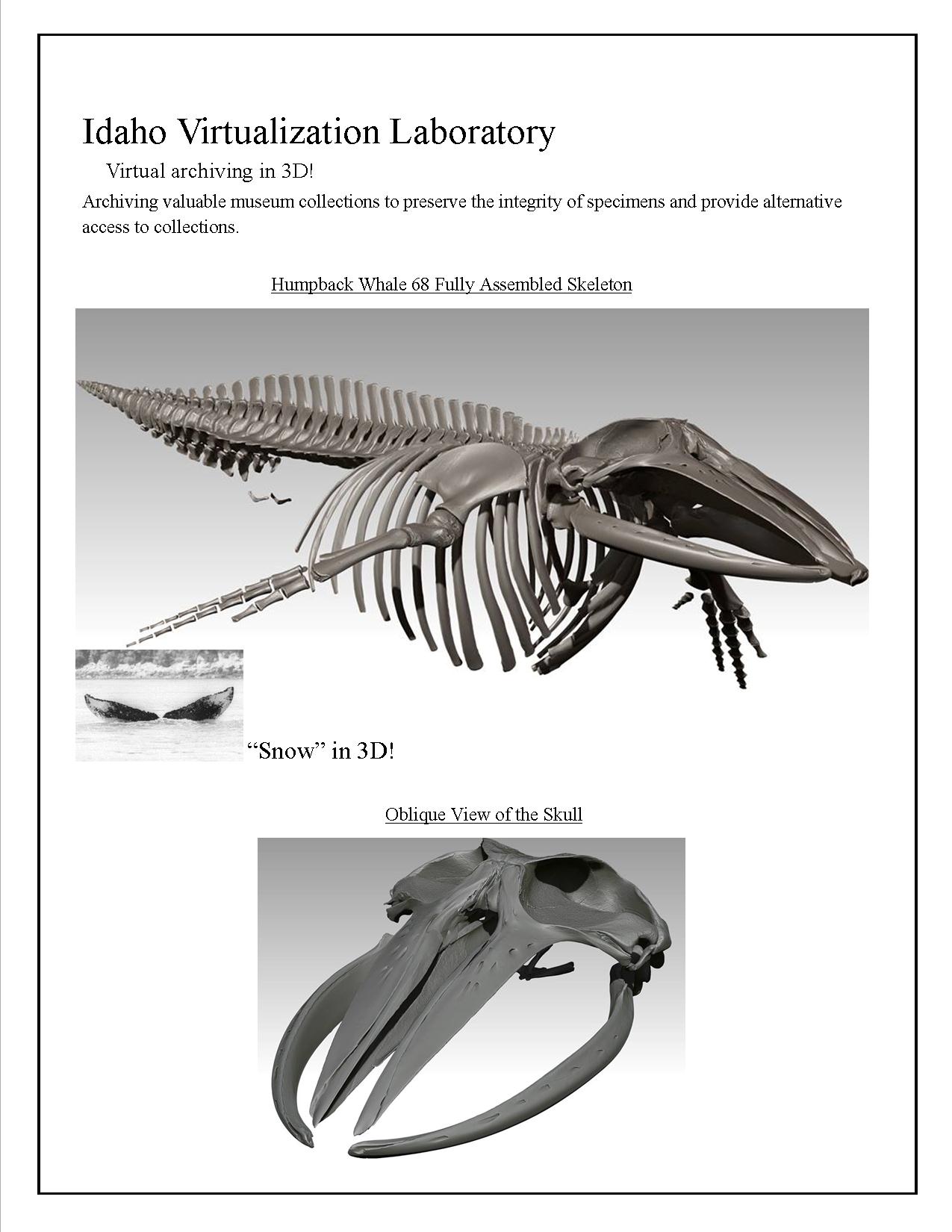 Whale 68: Articulation Phase I - Glacier Bay National Park