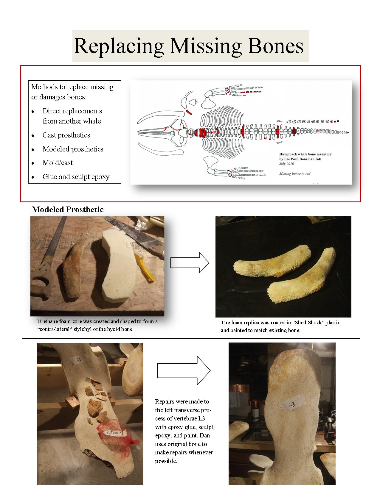 Whale 68: Articulation Phase I - Glacier Bay National Park & Preserve (U.S.  National Park Service)