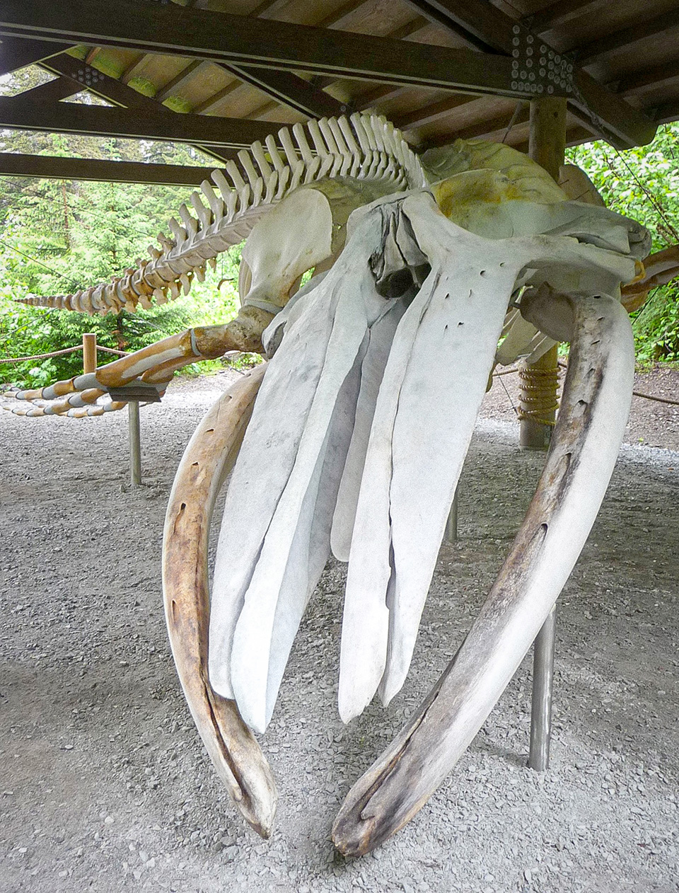 Whale 68: Articulation Phase I - Glacier Bay National Park