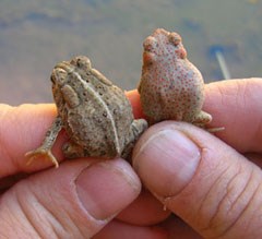 is woodhouse toad poisonous to dogs