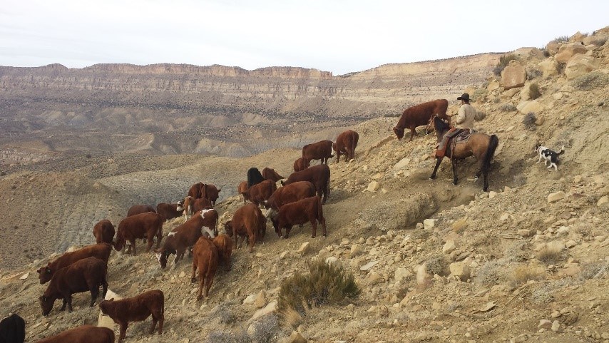 Group of cows on a hillside with cowboy