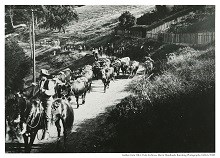 Cattle Drive in Marin County c1920s