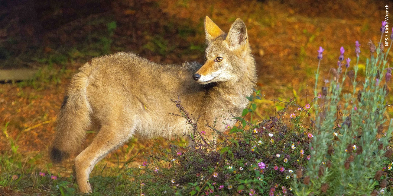 Close up of a Coyote illuminated in sunlight. Close up of a Coyote illuminated in sunlight.