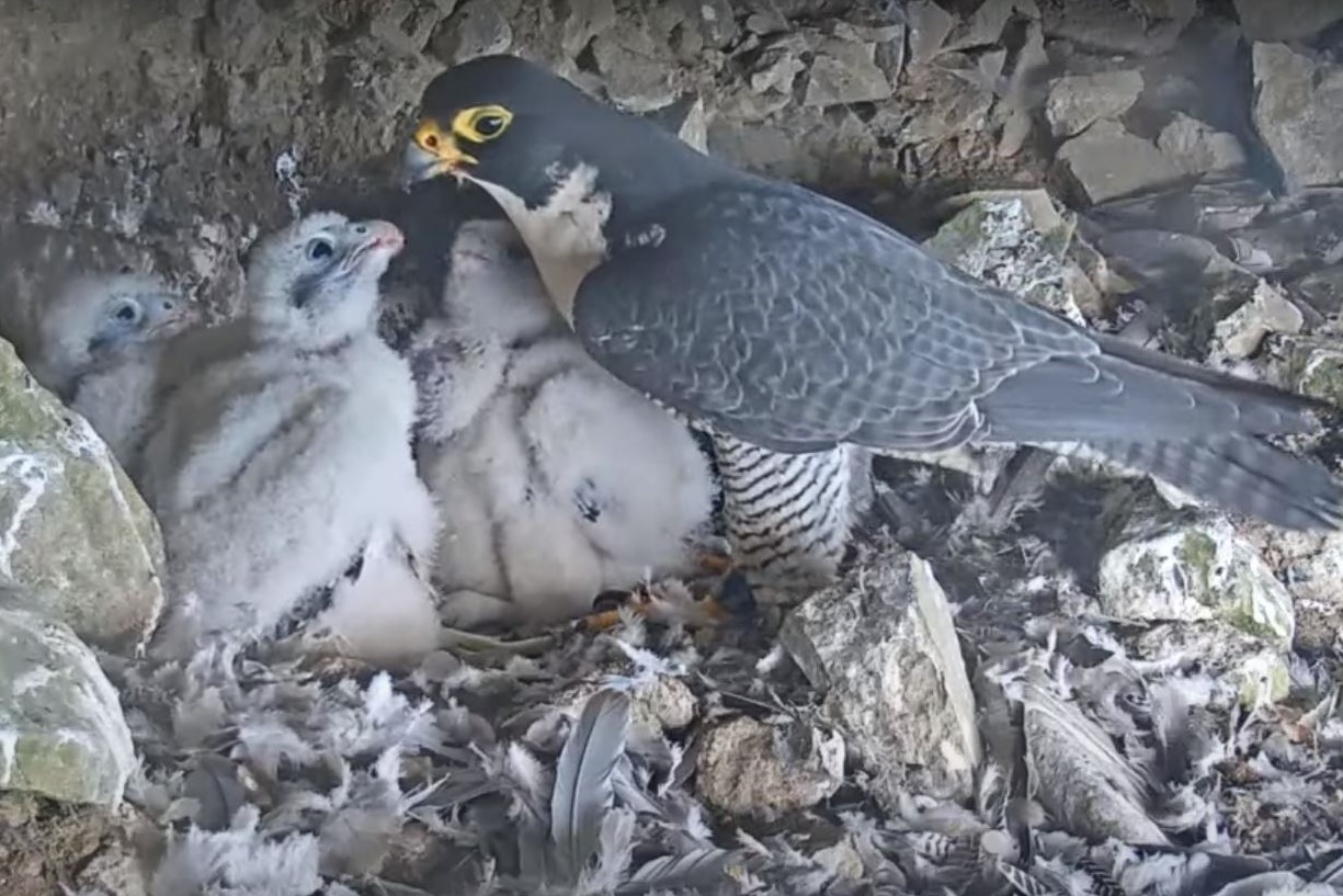 An adult falcon feeding four chicks in their nest