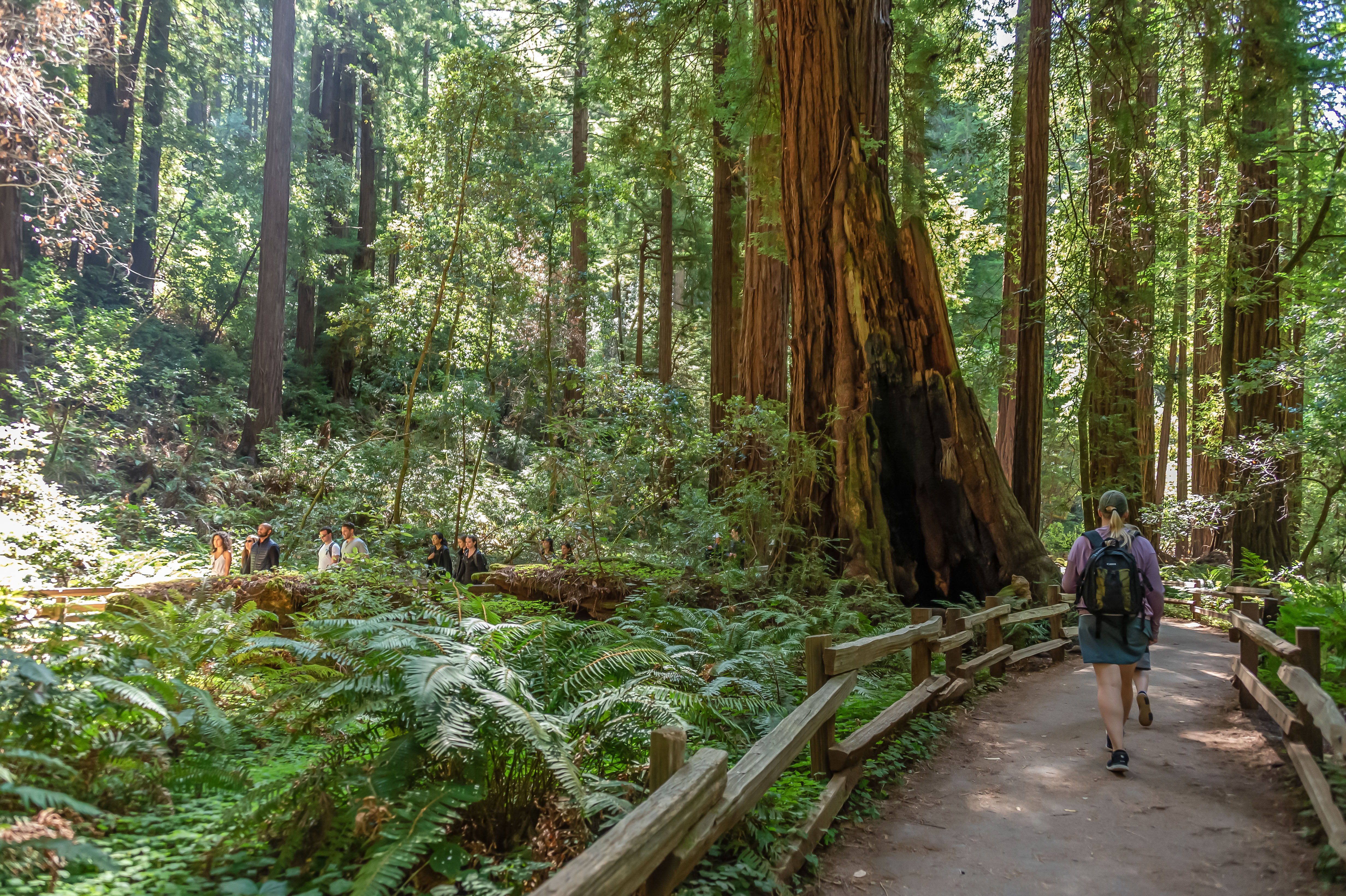 A person walks along a trail through a redwood forest in Muir Woods National Monument