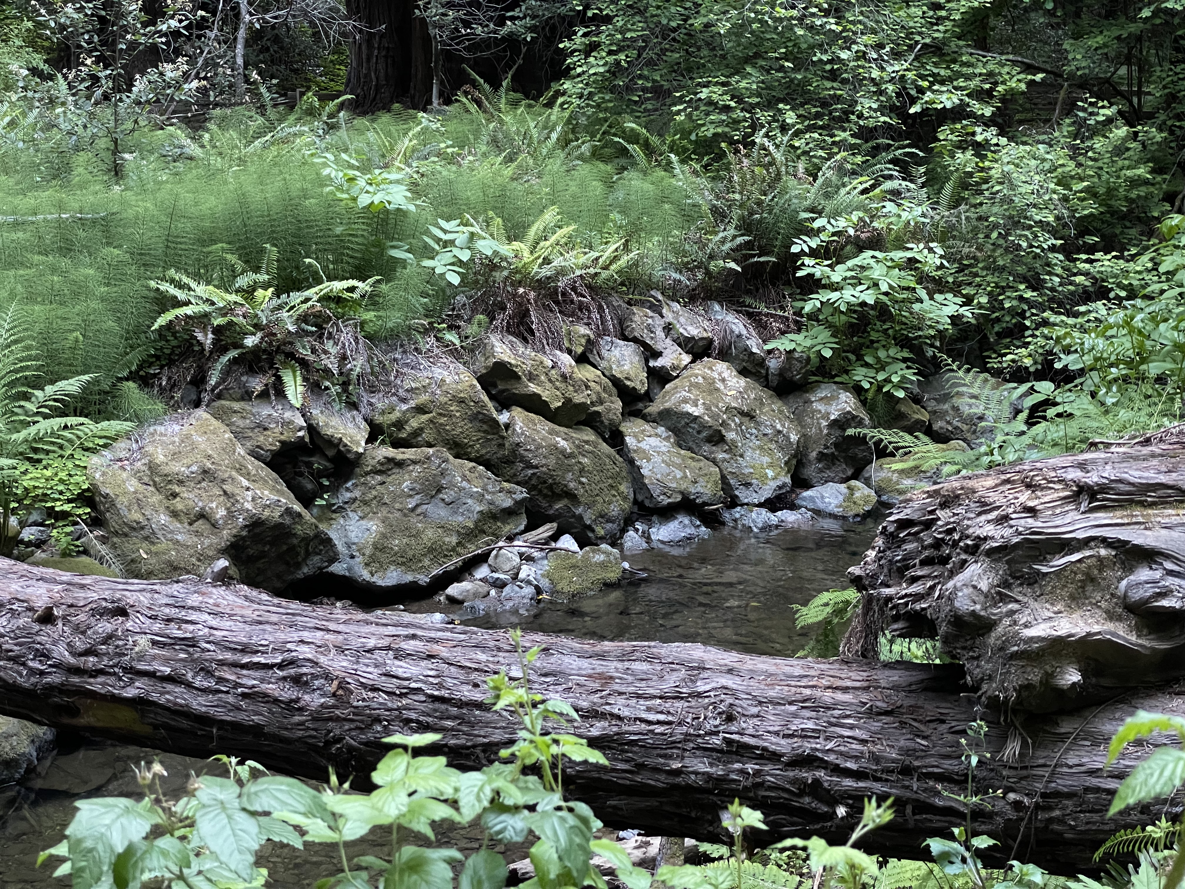 Color photo of thick vegetation, green ferns, shrubs, and trees in background with large grey riprap boulders along Redwood Creek bank and downed tree spanning water in foreground.