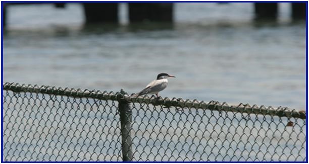 Discover the Birds of Govenors Island.