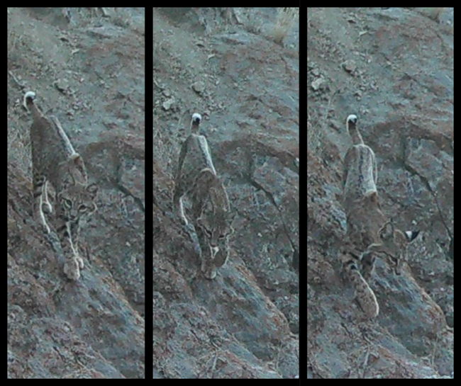BOBCAT ON CAM