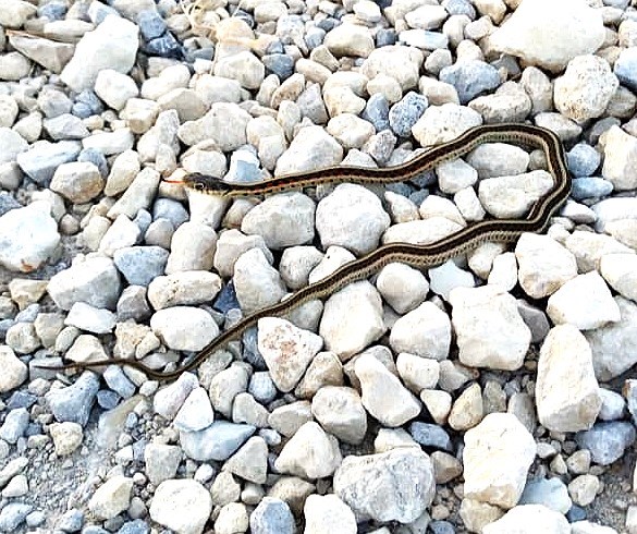 Gater Snake-2