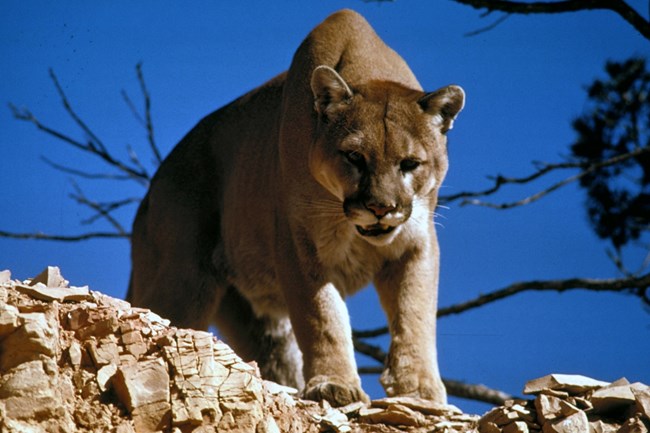 Mountian Lion-2
