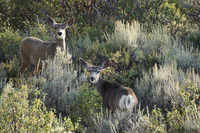 Mule Deer