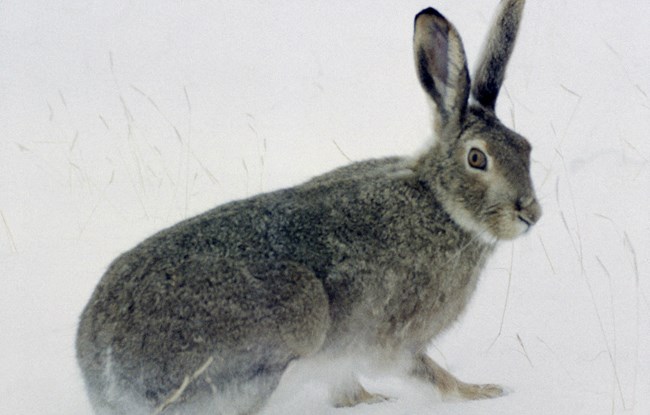 White Tailed Jack Rabbit