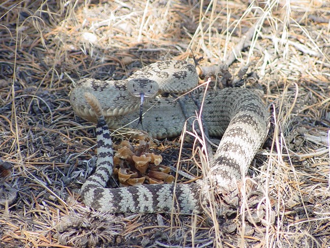 Great Basin Rattlesnake