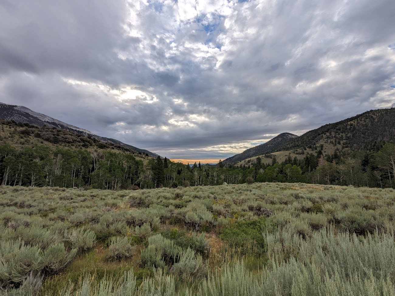 Expanse of silver-green sagebrush with aspens, pines and gentle-sloping mountains at distant edge of clearing.