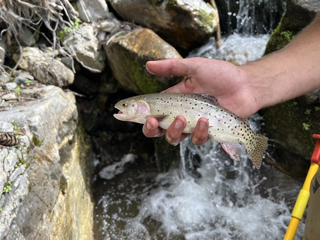 person holding cutthroat trout in water
