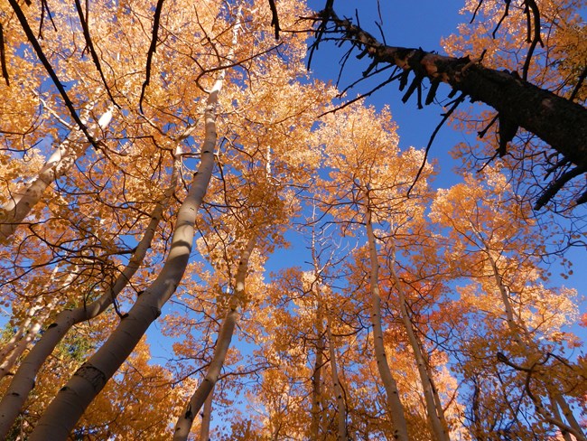 White-barked aspen trees stand tall into the blue mountain sky, their many leaves a golden brown.