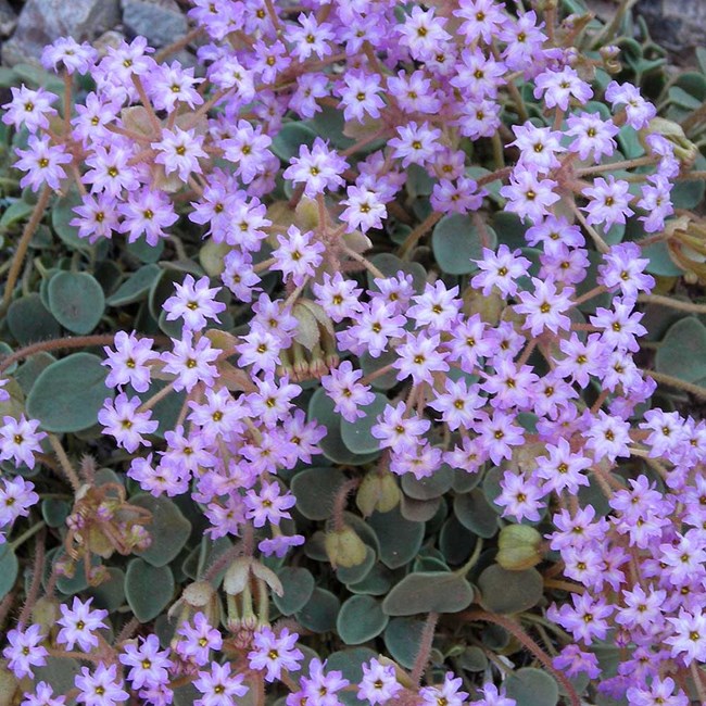 Wildflowers Grand Canyon National Park U S National Park Service