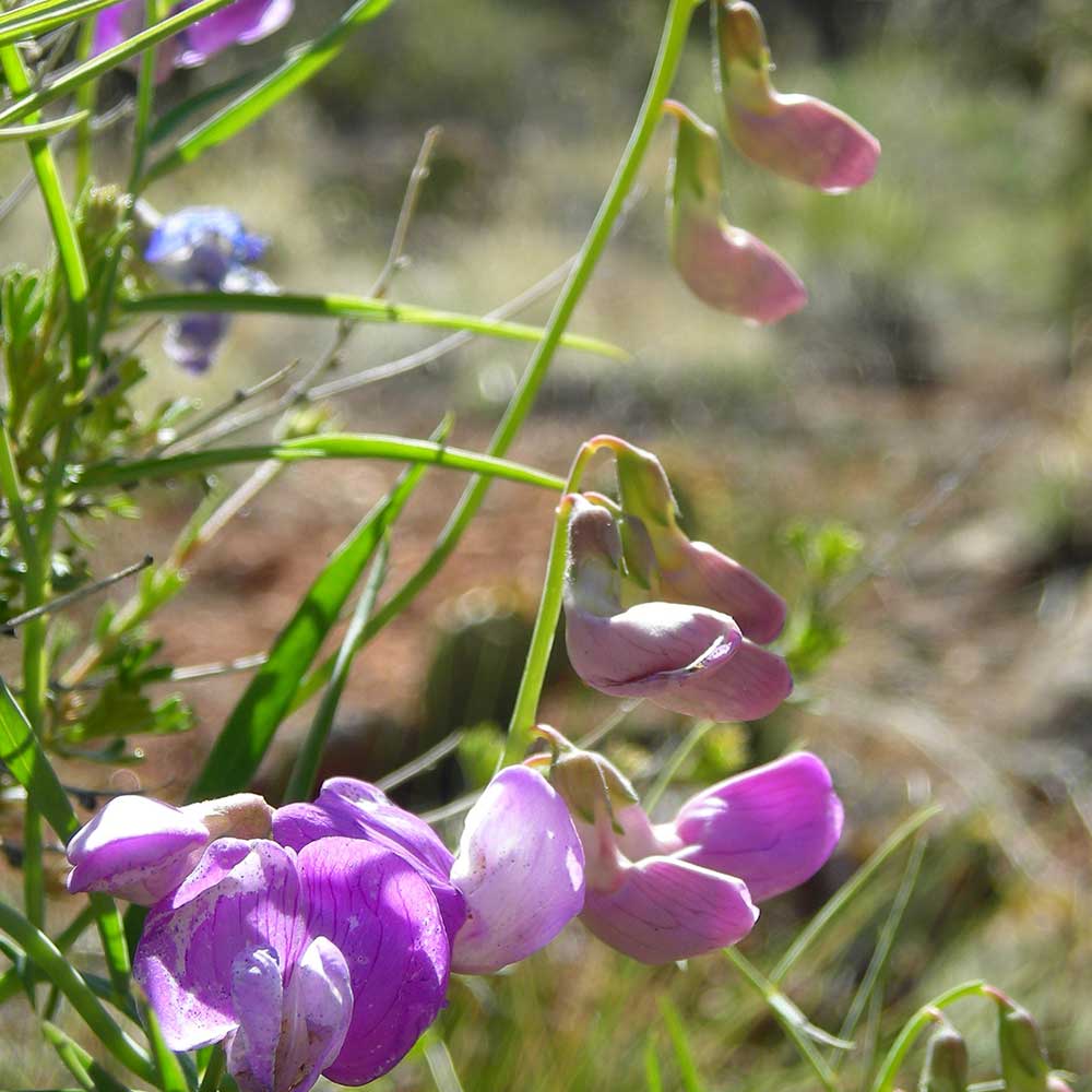 Wildflowers Grand Canyon National Park U S National Park Service