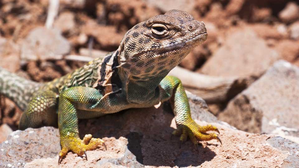 How to Catch a Lizard in 4 Simple Steps - A-Z Animals
