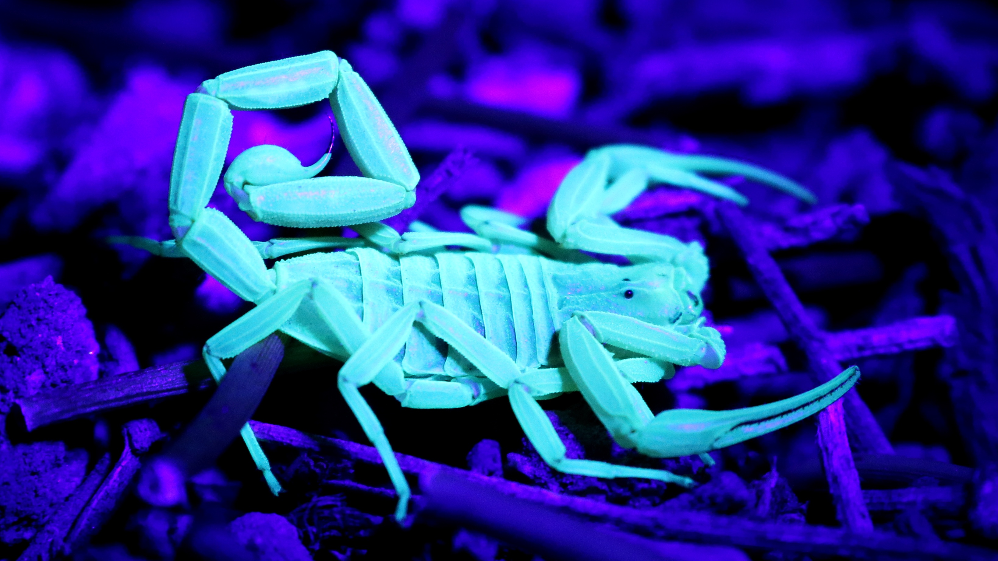 black light scorpions 1000 ways to die