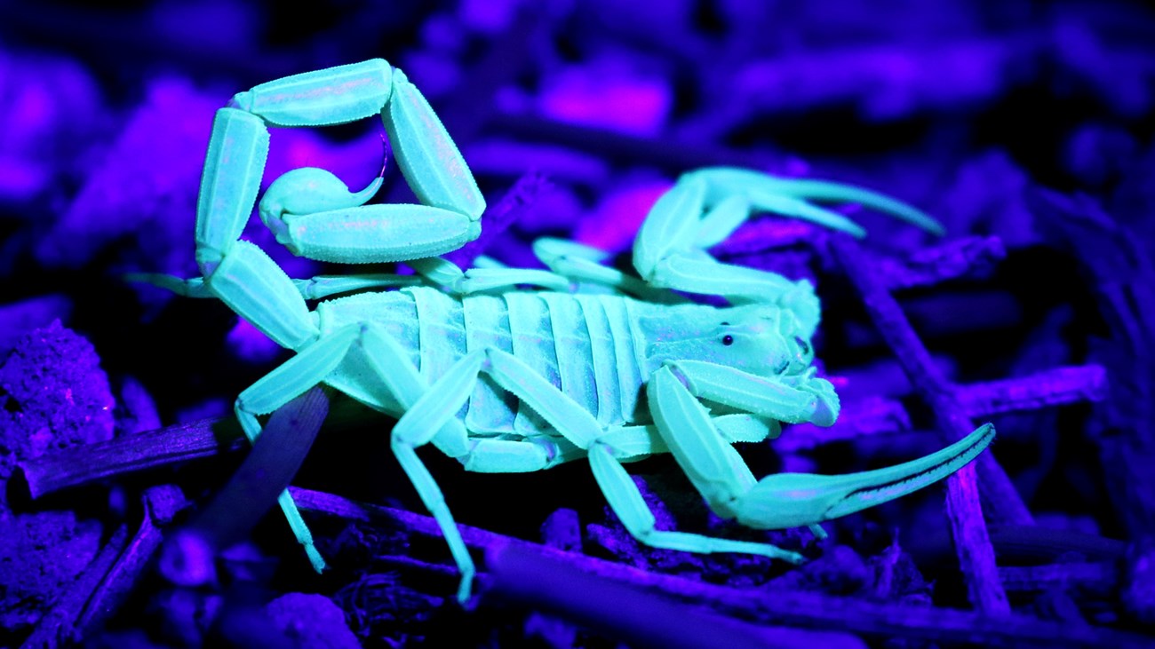 Scorpions - How Dangerous Are They & How to Get Rid of Them
