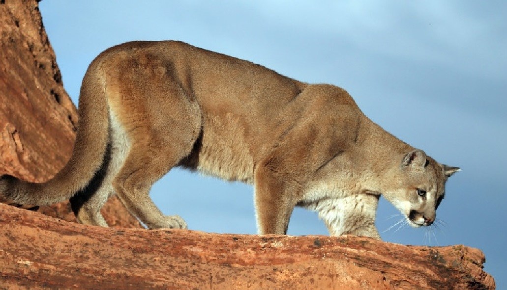 mountain lion animal