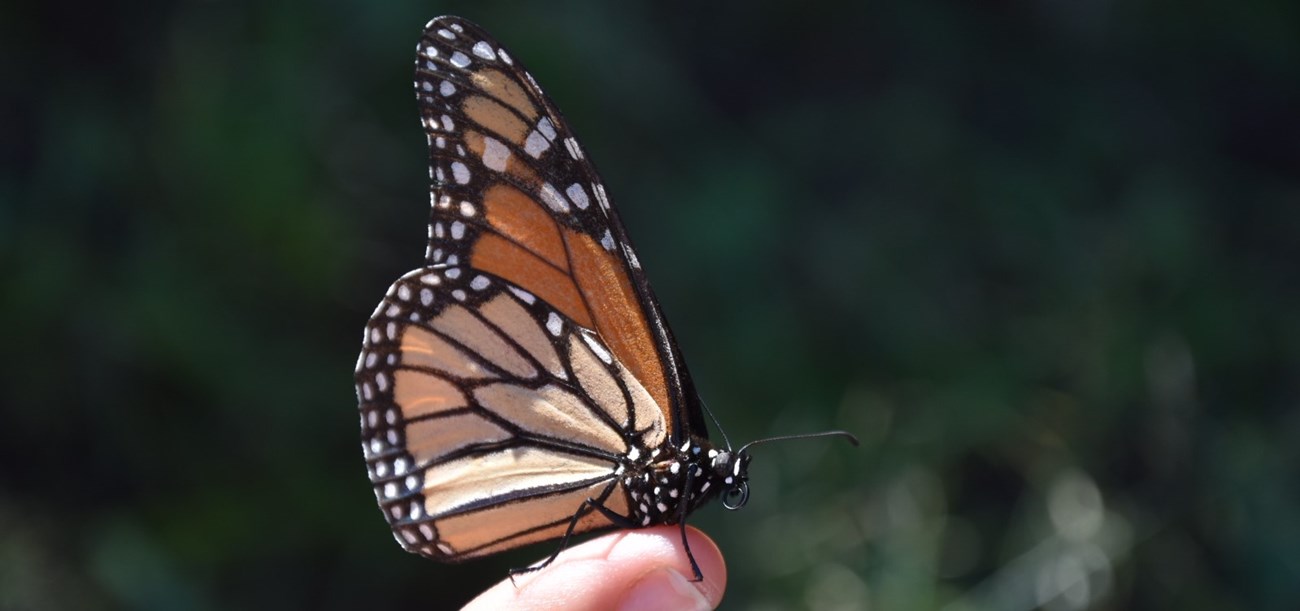 Region is a link in monarch butterflies' survival trail