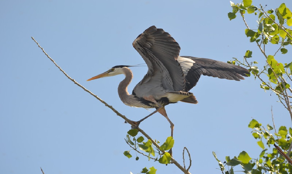 Riparian Birds - Grand Canyon National Park (U.S. National Park Service)