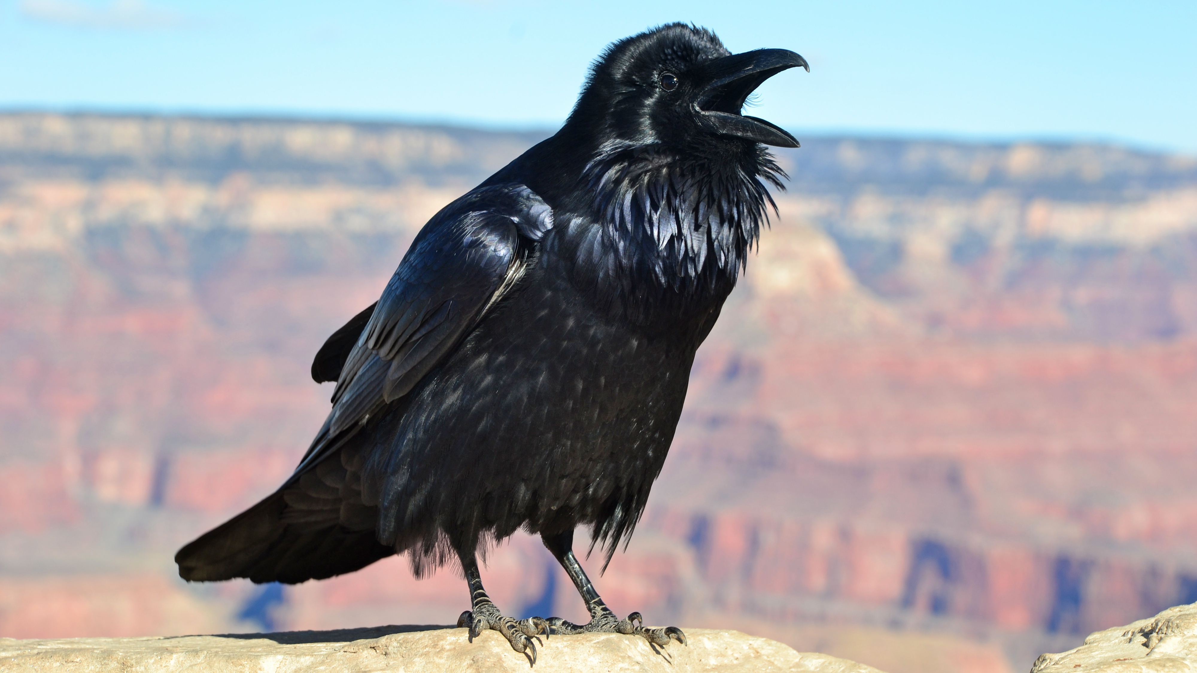 Where Do Ravens Bird Live