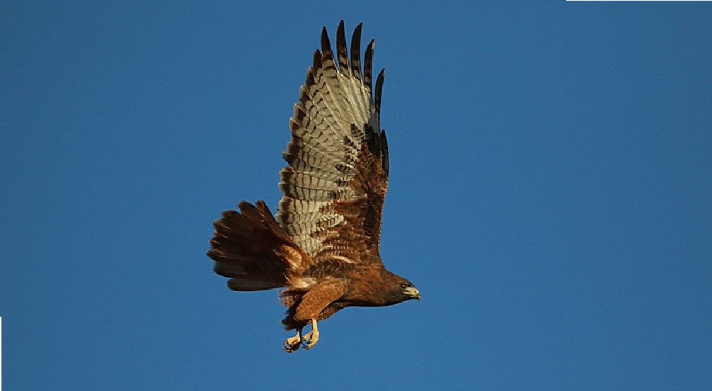 Red-Tailed Hawk - National Park (U.S. National Service)