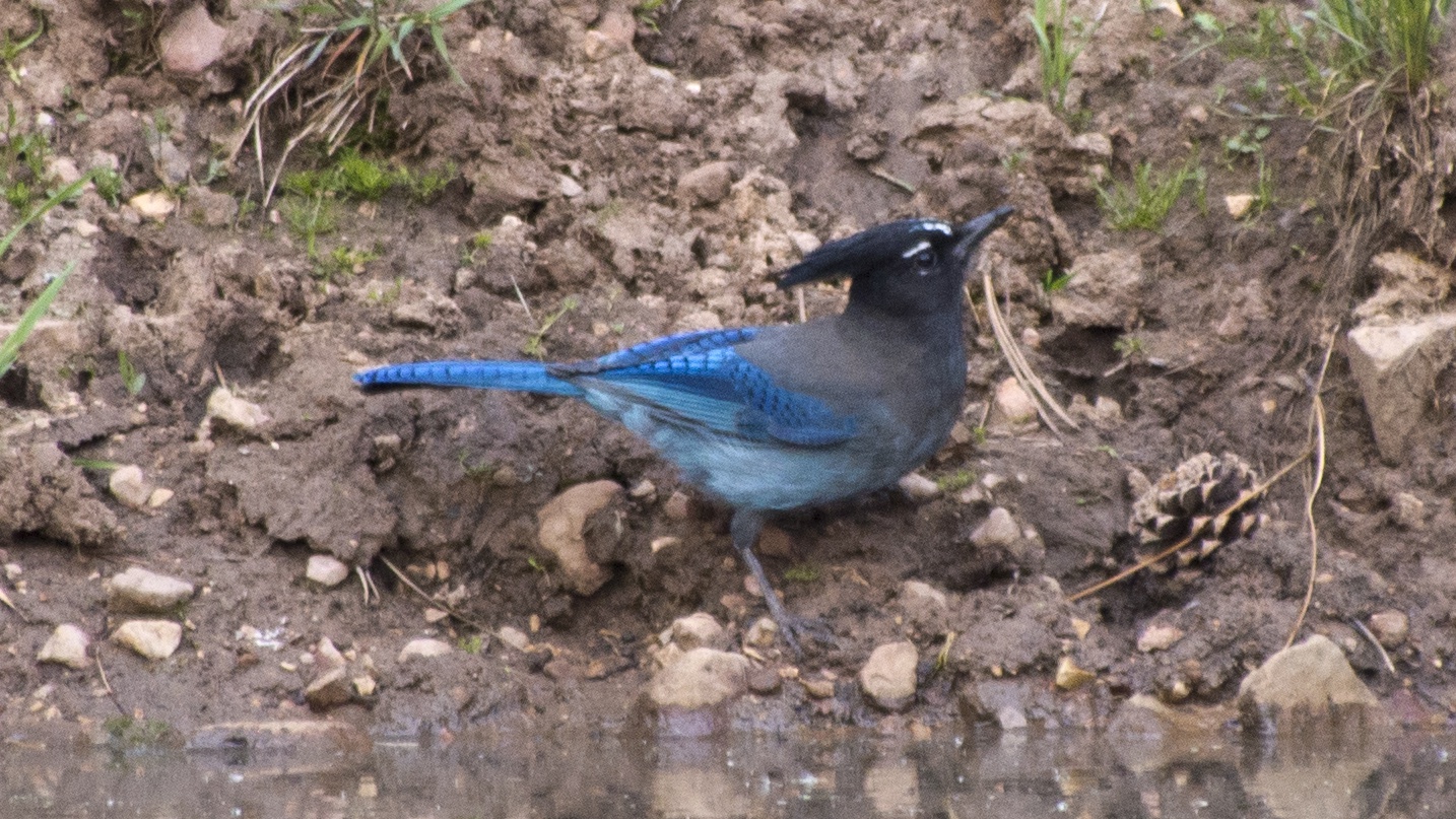 Blue Jay Wing  U.S. Geological Survey