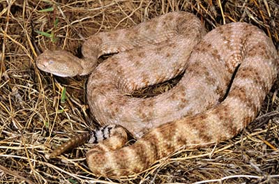 speckled rattlesnake