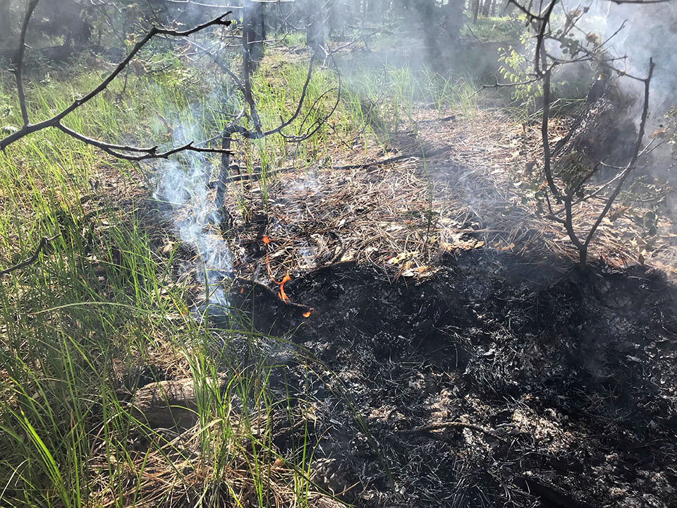 Close up of fire burning through the duff layer of needles, leaf litter, and downed logs along the forest floor