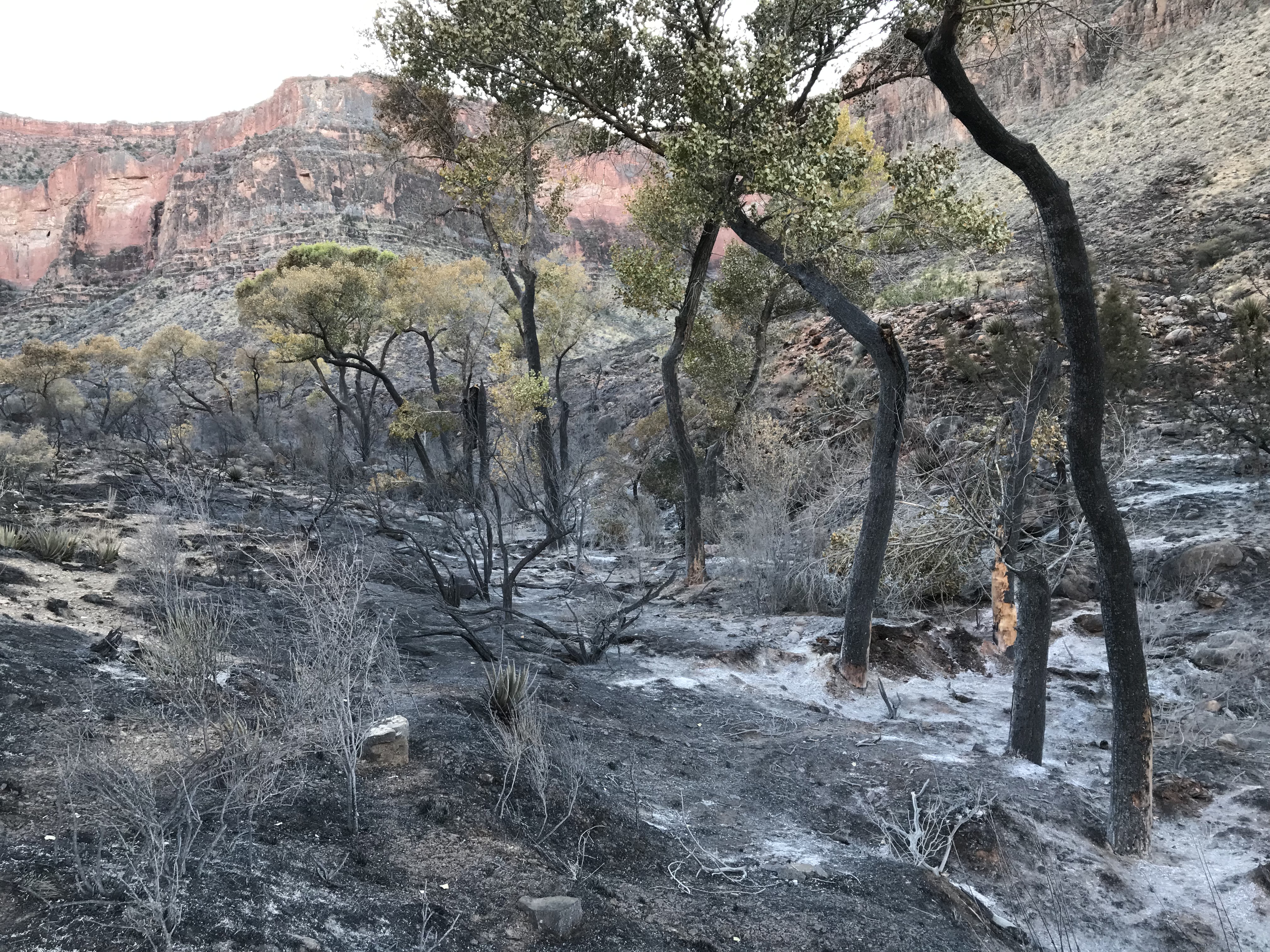 Burned area of Cottonwood Creek with black fire scar.