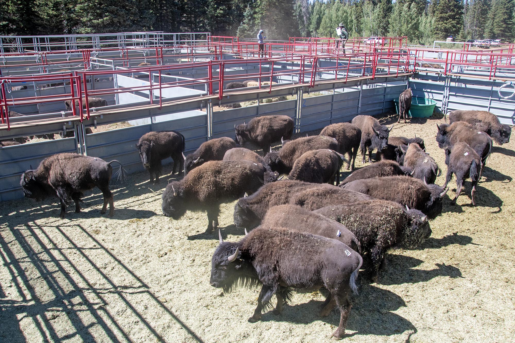 Bison within a holding corral on the North Rim