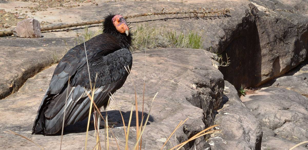 A condor stands on a cliff