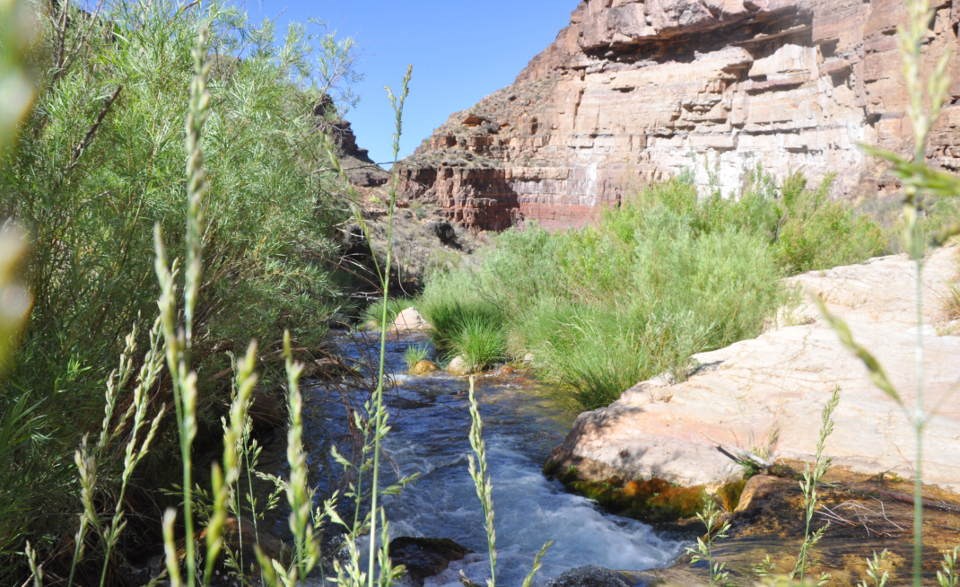 View through several grass stalks at a creek flowing past slickrock outcroppings and vegetation below a sheer cliff.