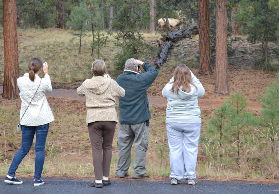 four people standing on a footpath, taking photos of a bull elk on a hill off in the distance.