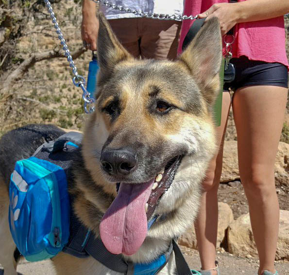 Who let the dogs out?: BARK Ranger Day marks national park's 100th  anniversary