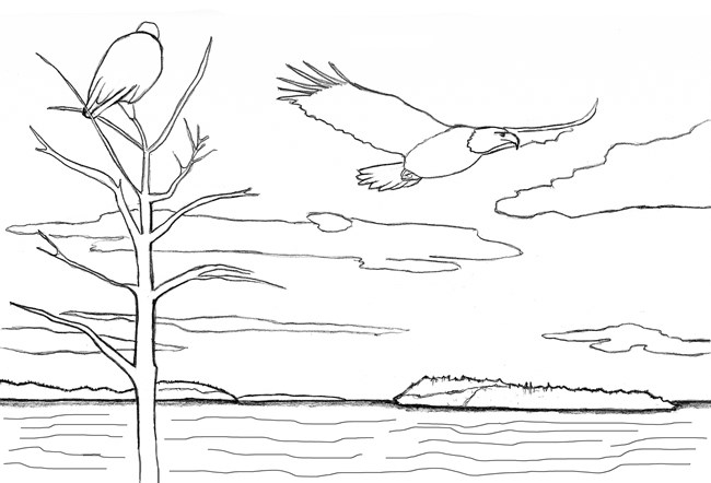 Line drawing of two eagles, one perched and one flying over a bay.