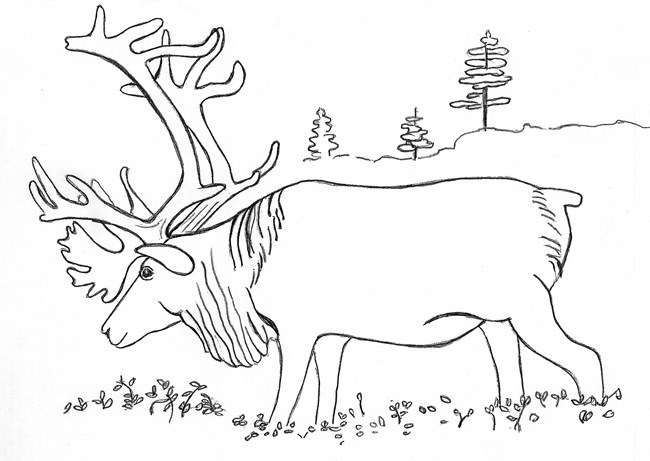 Line drawing of an antlered caribou standing in vegetation.
